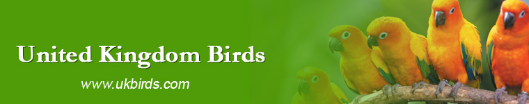 United Kingdom Birds